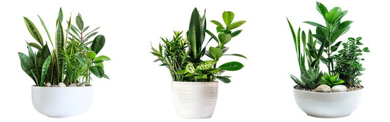 Plants in white ceramic pot: ficus lyrata, Sansevieria, pachira, zz zamioculcas zamiifolia or zanzibar gem plant