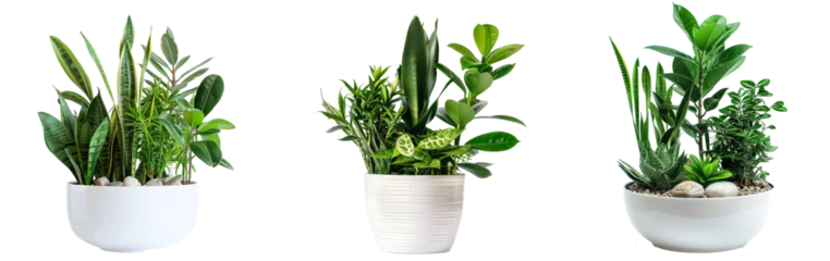 Papier Peint photo Zanzibar Plants in white ceramic pot: ficus lyrata, Sansevieria, pachira, zz zamioculcas zamiifolia or zanzibar gem plant