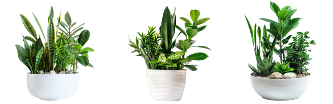 Plants in white ceramic pot: ficus lyrata, Sansevieria, pachira, zz zamioculcas zamiifolia or zanzibar gem plant