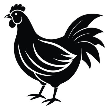 Vector Illustration of Chicken on white background 