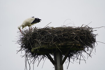 The male stork puts the nest back in order after the winter break. (Ciconia ciconia) Ciconiidae...
