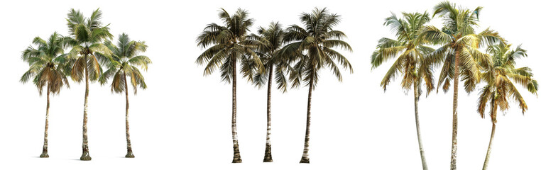 Cut out palm grove