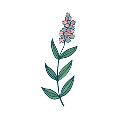 Hyacinth flowers. Set pink hyacinth flowers. isolated on a white background. Vector illustration