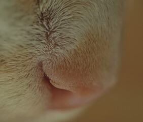 cats nose close up macro