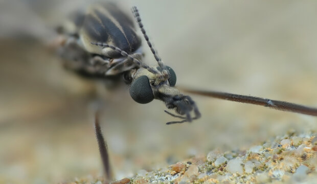 Extreme macro of a crane fly