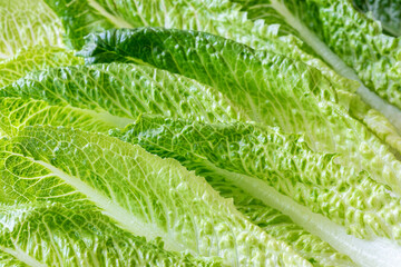 Romaine lettuce leaves