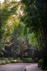 Park and Bamboos in Chengdu, China - 778923741