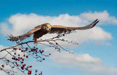 Female common kestrel at takeoff and in flight