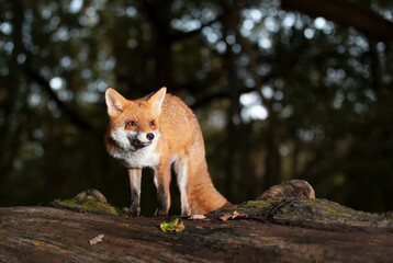 Red fox standing on a tree in a forest