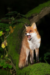 Red fox standing on a tree and calling in a forest at night