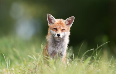 Naklejka na ściany i meble Portrait of a red fox sitting in a meadow