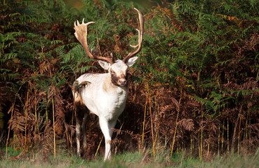 White fallow deer stag standing in ferns in autumn