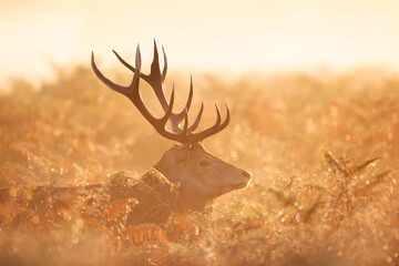 Portrait of a red deer stag at sunrise