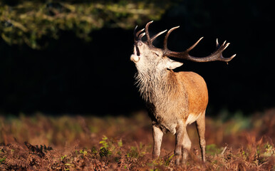 Red deer calling during the rut in autumn
