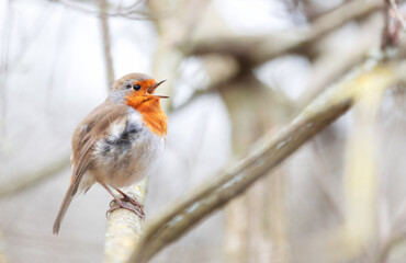 European Robin singing in spring
