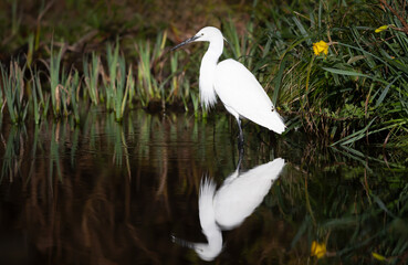 Little Egret fishing in a pond