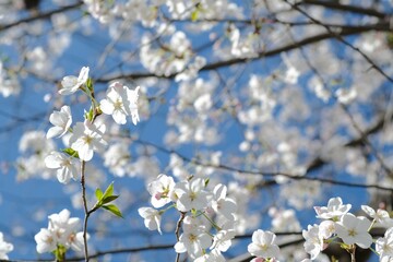 white cherry blossom