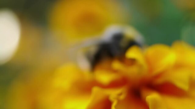 A bumblebee collects pollen on velvet flowers. Tagetes (marigolds) is a genus of annual or perennial, mostly herbaceous plants in the sunflower family Asteraceae.