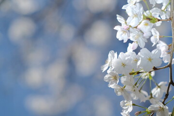 white cherry blossom