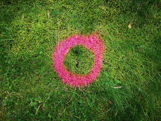 Kreis in Rosa und Pink als Markierung für eine Neupflanzung auf grünem Rasen in Oerlinghausen bei Bielefeld am Hermannsweg im Teutoburger Wald in Ostwestfalen-Lippe