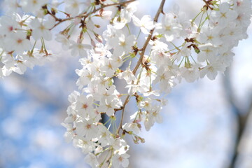 white cherry blossom