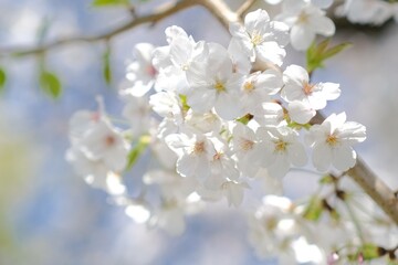 white cherry blossom