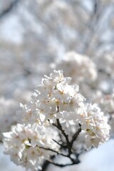 white cherry blossom