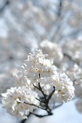 white cherry blossom