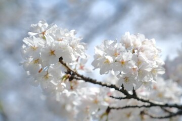 white cherry blossom