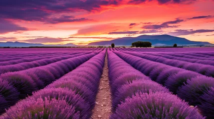 Fotobehang lavender field region. © Shades3d