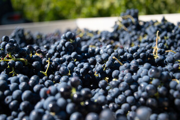 Ancona Conero Park harvest of Montepulciano grapes to produce Rosso Conero wine - obrazy, fototapety, plakaty