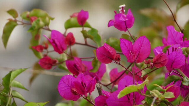 Bougainvillea are known as pokok bunga kertas