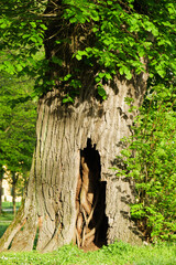 New Tree Growing Inside Old Hollow Tree Bark im Austria Europe