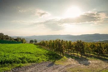 Foto auf Glas Ancona Conero regional park  Sirolo Verdicchio vineyards © FV Photography