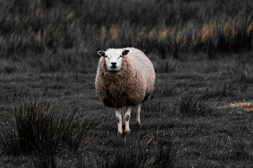 Selective focus of a sheep nibbling grass on the green meadow with dark toned, Ovis aries are quadrupedal ruminant mammals typically kept as livestock, Lamb on the field in countryside of Netherlands. - obrazy, fototapety, plakaty