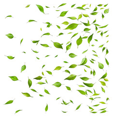 A white background with a lot of green leaves scattered all over it png