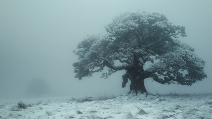   A tall tree, enveloped by a foggy haze, stood as the solitary figure in a snow-covered field during an overcast day - obrazy, fototapety, plakaty