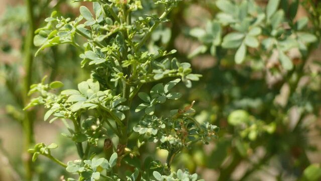 Ruta graveolens, commonly known as rue, common rue or herb-of-grace, is a species of Ruta grown as an ornamental plant and as an herb. It is native to the Balkan Peninsula.