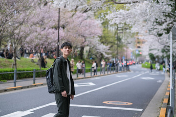 満開の桜に囲まれた通りの横断歩道を渡る男性