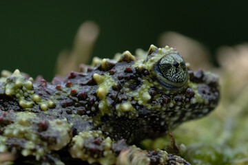 Vietnamese Mossy Frog