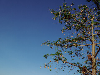 Cottonwood Nature tree natural sky