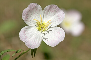 Obraz premium Flower of the evening primrose (Oenothera speciosa) in a garden in spring time
