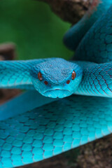 White Lipped Pit Viper