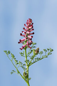Common fumitory or drug fumitory (Fumaria officinalis)