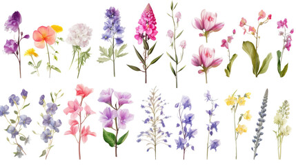 Fototapeta na wymiar Set of watercolor wildflowers painting isolated on clear png background and transparent background. Fresh and nature concept for nature decorative and flower element, AI generative. 
