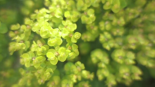 Euphorbia dendroides, also known as tree spurge, is a small tree of the family Euphorbiaceae that grows in semi-arid and mediterranean climates.