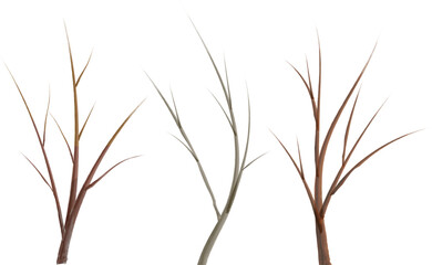 Set of tree branches without leaves
A set of three wooden branches of different shapes. Vector illustration isolated on white background.