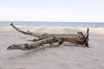 Holzstamm am Strand von Koserow an der Ostsee