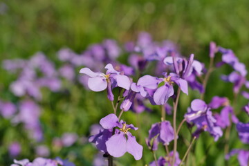 オオアラセイトウ　Japanese marsh warbler (Megalurus pryeri)　