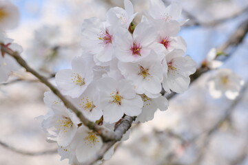 埼玉県　都幾川桜堤　染井吉野　Saitama Prefecture, Toki River Cherry Blossom Bank